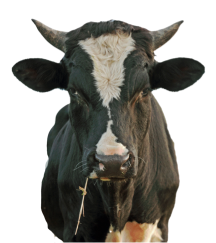 cow