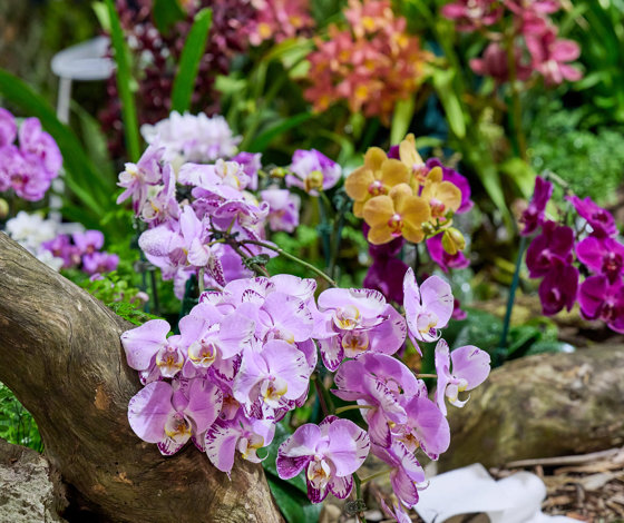 Flowers&Garden 029 Z8X1566