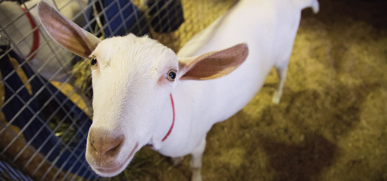 Is A Goat Your Next Family Pet?