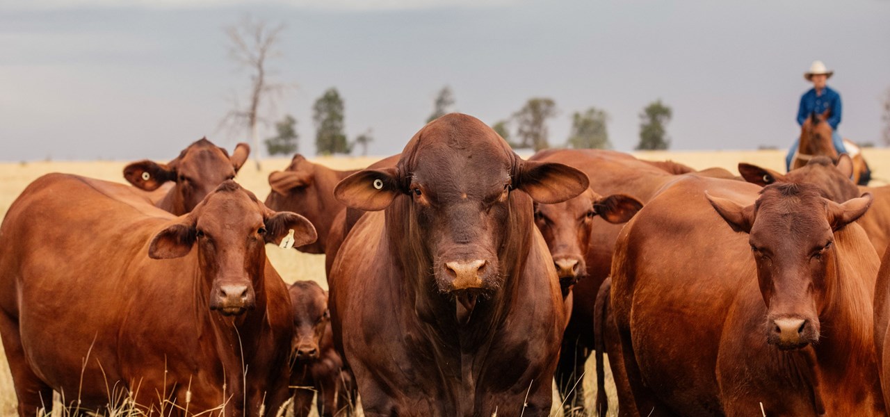 Beef Cattle Expression of Interest Form
