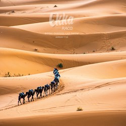 Commended - Camel Train Across Dunes, Erg Chebbi, Morocco - Frances Cunningham 