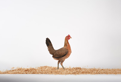 How To Judge | Royal Queensland Show Competitions