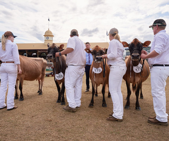 Dairycattle 016
