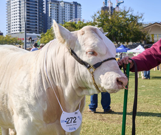 Stud Beef Parade 031